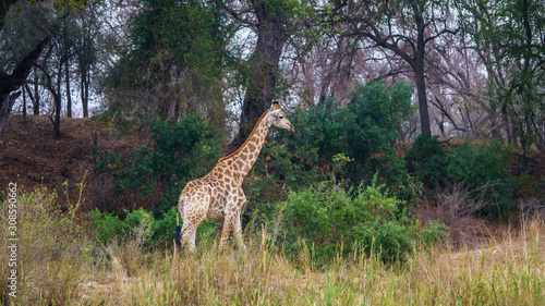 giraffe in kruger national park  mpumalanga  south africa 2