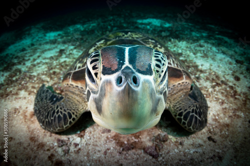 A Green Turtle Beautiful and endangered green turtles - Chelonia mydas - take refuge in the warm waters of Komodo National Marine Park in Indonesia.