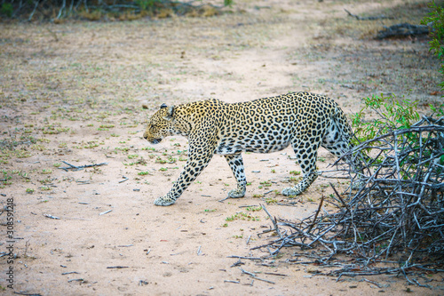 leopard in kruger national park  mpumalanga  south africa 14
