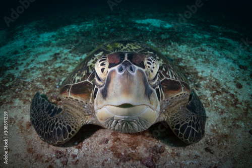 A Green Turtle Beautiful and endangered green turtles - Chelonia mydas -  take refuge in the warm waters of Komodo National Marine Park in Indonesia.