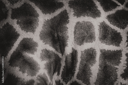 Pele de Girafa photo