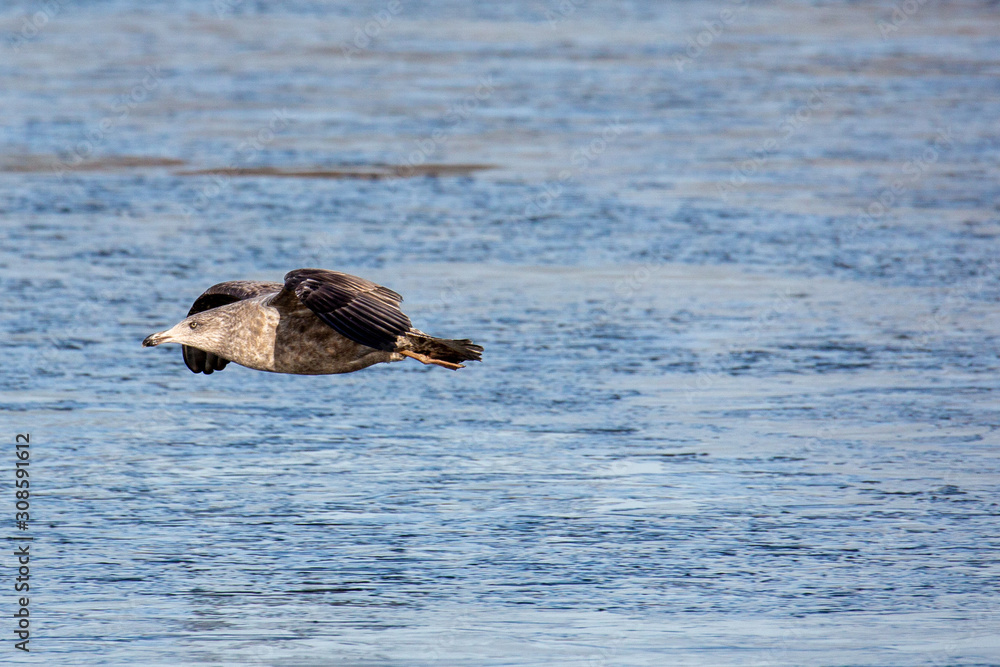 Fototapeta premium seagull in flight