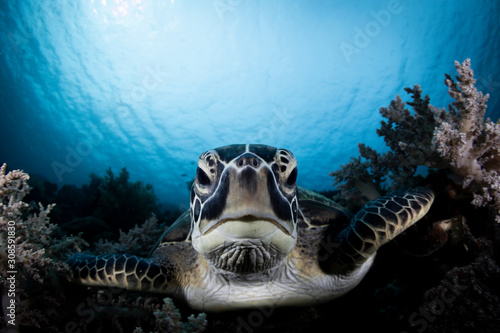 A Green Turtle Beautiful and endangered green turtles - Chelonia mydas -  take refuge in the warm waters of Komodo National Marine Park in Indonesia.