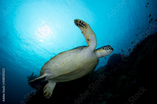 A Green Turtle Beautiful and endangered green turtles - Chelonia mydas -  take refuge in the warm waters of Komodo National Marine Park in Indonesia.