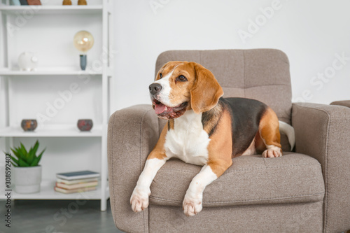 Adorable Beagle dog lying in armchair at home