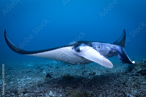 A Manta Ray - Manta alfredi - swims in the blue sea of Indonesia. Taken in Komodo National Park.