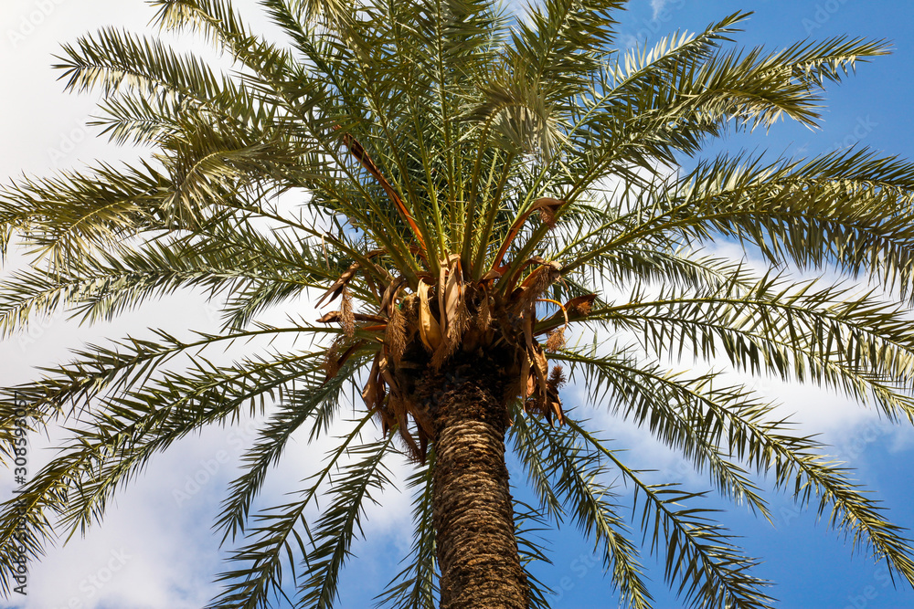 Fototapeta premium palm tree on background of blue sky