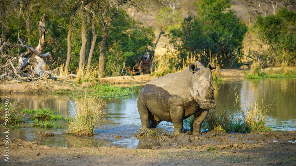 white rhino at a pond in kruger national park, mpumalanga, south africa 66 white rhino at a pond in kruger national park, mpumalanga, south africa 66