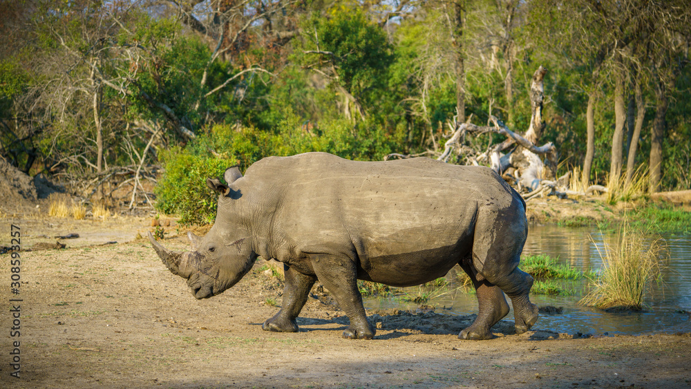Fototapeta premium white rhino at a pond in kruger national park, mpumalanga, south africa 79