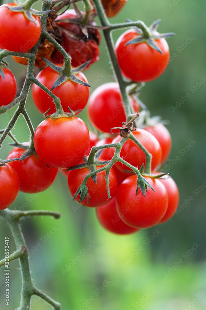 Ripe natural tomatoes growing on a branch in the garden.