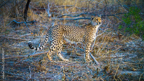 cheetah in kruger national park, mpumalanga, south africa