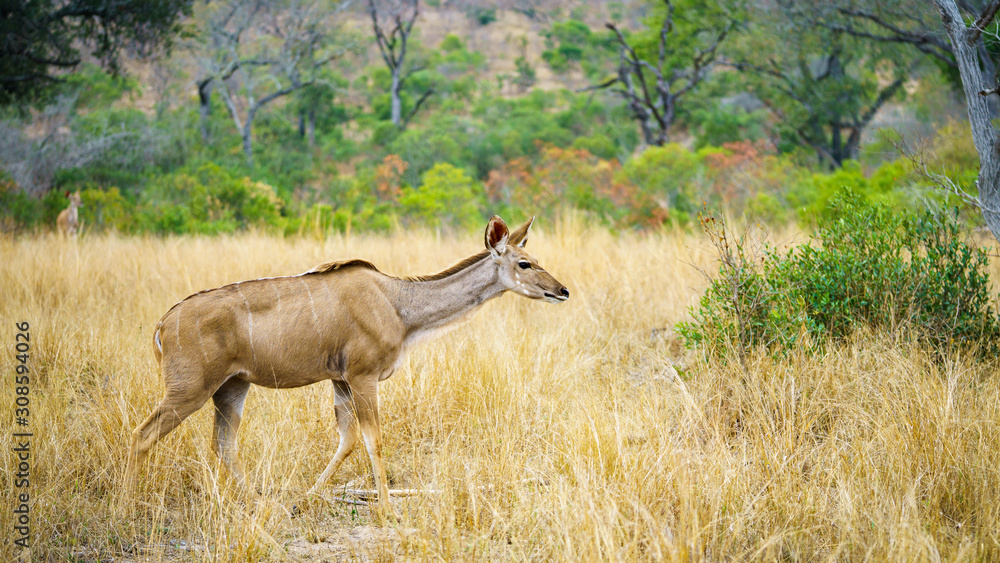 Fototapeta premium kudus in kruger national park, mpumalanga, south africa