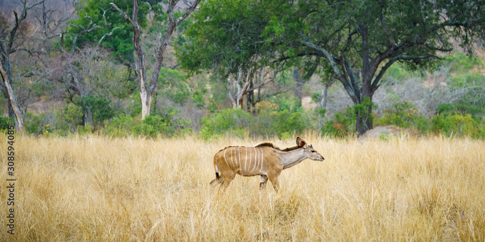 Naklejka premium kudus in kruger national park, mpumalanga, south africa