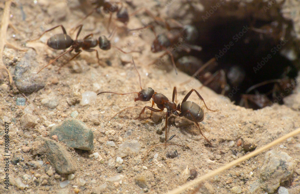 ants in a nest hole