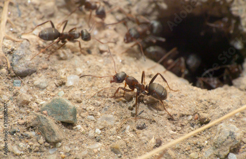 ants in a nest hole © aleksandar nakovski