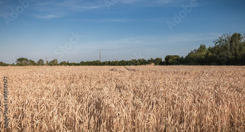 Vászonkép wheat field matured just before the harvest
