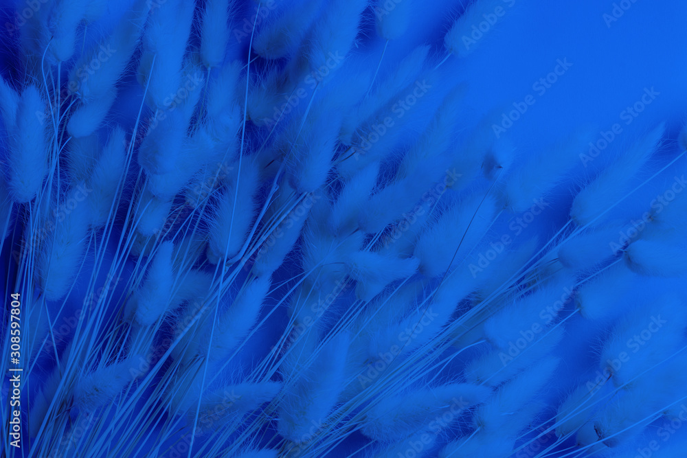Fototapeta premium Flowers composition. Frame made of white Lagurus flowers. Blue color of the year 2020 concept. Flat lay, top view, copy space