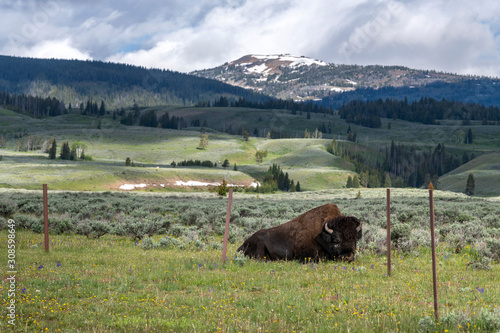 Bison on Swan Lake Flat in Yellowstone National Park, photo