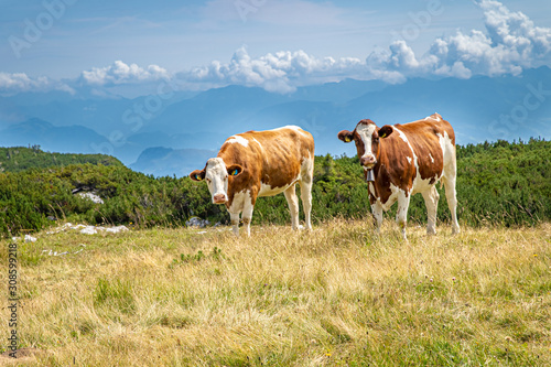 Cows on a mountain peak graze in the wild