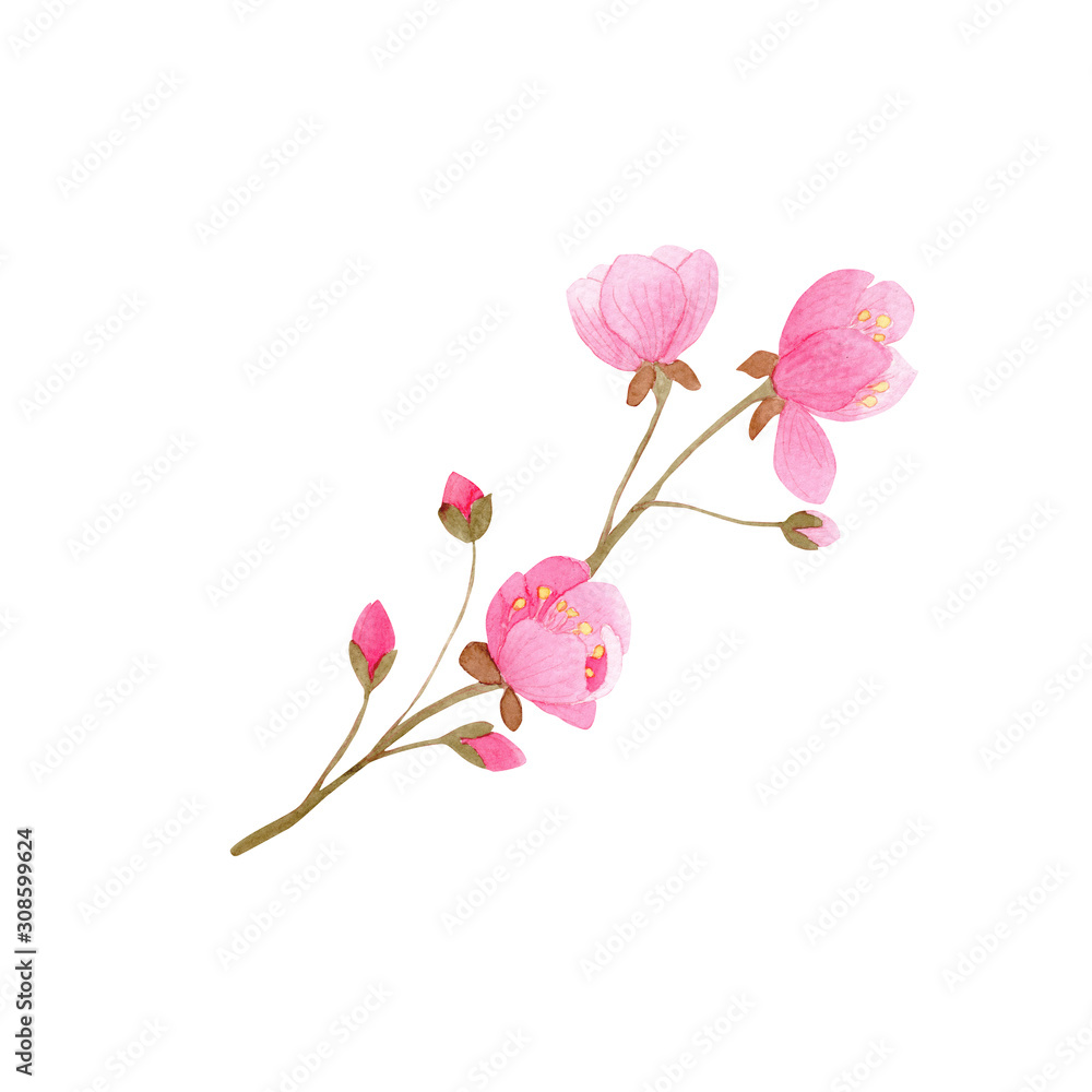 pink flower isolated on white background, cherry blossom