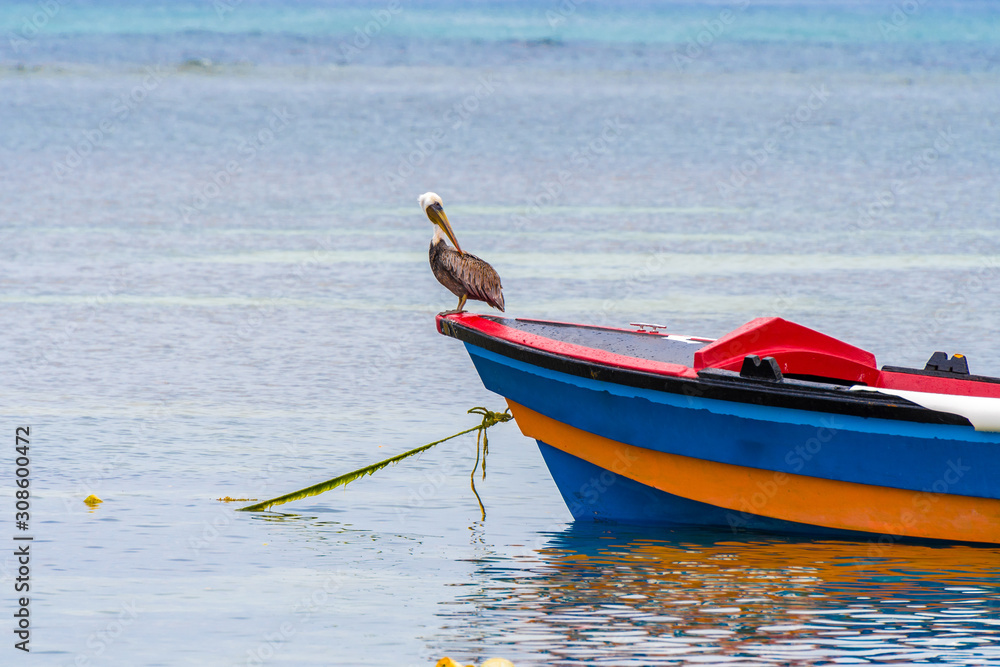 Wild pelican bird perched on front end of empty colorful fishing boat docked at sea harbor off the coast of tropical rural village. Countryside scene in Caribbean coastal town on clear summer morning.