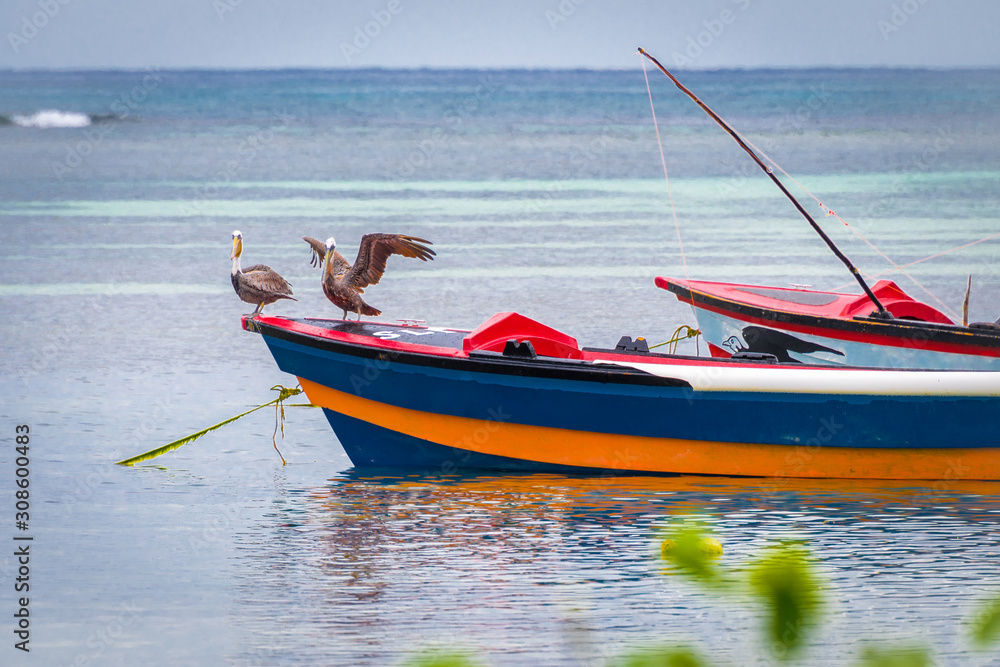 Obraz premium Two pelican birds perched on front end of empty colorful fishing boat docked at sea harbor off the coast of tropical rural village. Countryside scene in Caribbean coastal town on clear summer morning.