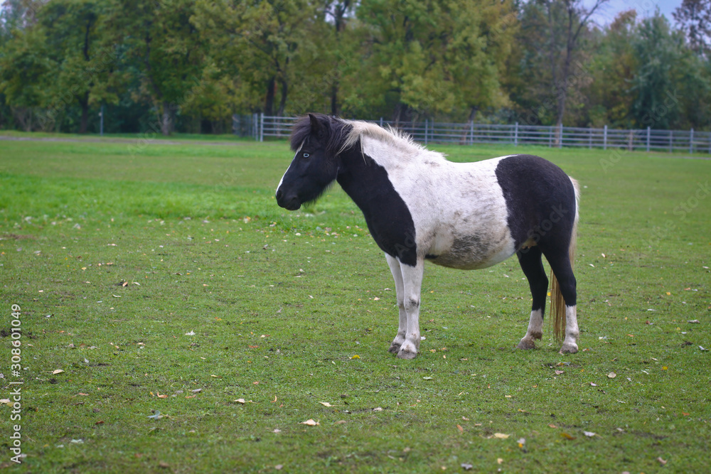 Beautiful horse on a background of autumn nature. Country rural landscape. Stock Photo Background Beautiful horse on a background of autumn nature. Country rural landscape. Stock Photo Background