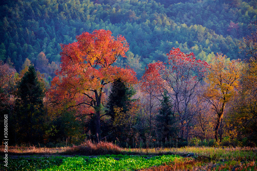 The beautiful Tachuan fall trees in Huandshan city, China. photo