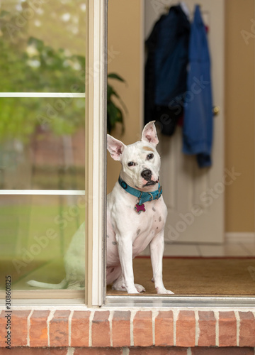 A pitbull waiting at the front door