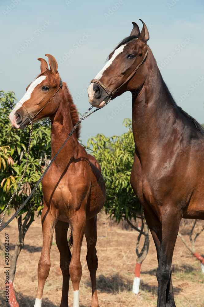 Obraz premium Marwari mare with her foal posing in garden. Gujarat, India