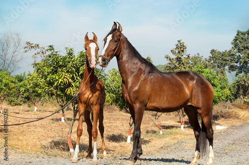  Marwari mare with her foal posing in garden. Gujarat, India photo