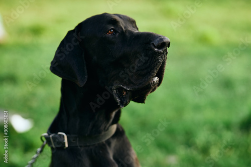 portrait of a dog