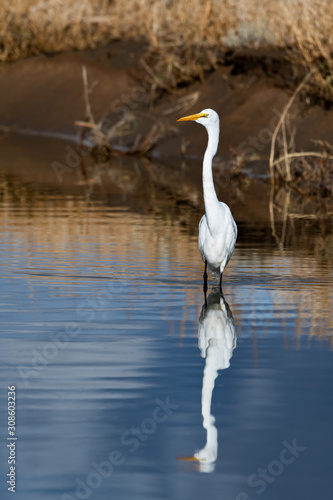 Great Egret In Nevada Swan Lake 1