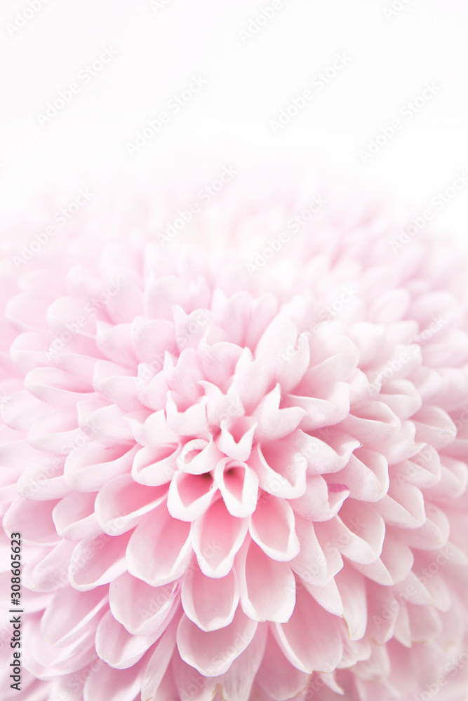 feminine floral background of pink chrysanthemums