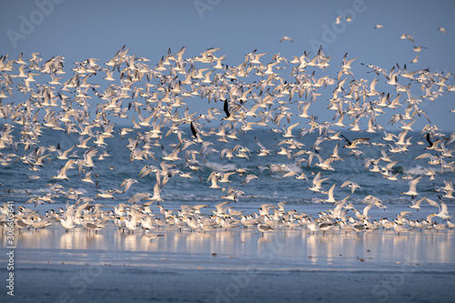 Royal terns, Sandwich terns, Least terns, Forster’s Terns, Caspian Terns and Black Skimmers taking flight on the Gulf Coast, North Beach, Fort De Soto Park, Saint Petersburg, Florida photo