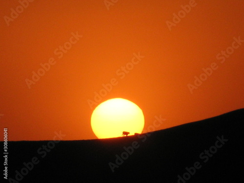 Rinder Herde läuft über den Bergrücken genau durch die untergehende Sonne in Kalifornien USA 