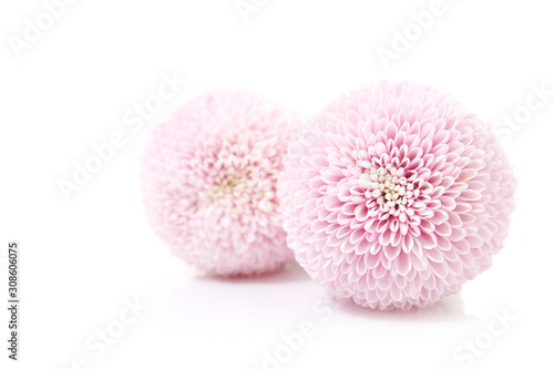 feminine floral background of pink chrysanthemums