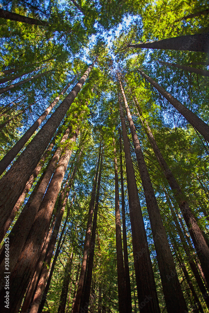 Fototapeta premium Baumkronen in den Redwoods