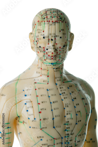 Fototapeta Naklejka Na Ścianę i Meble -  Acupuncture Model