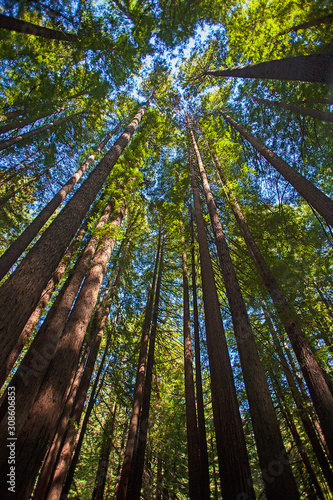 Baumkronen in den Redwoods