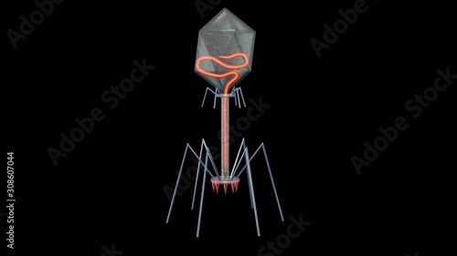 Bacteriophage infecting process. Ejects DNA strand. 3d rendering. Isolated on black background . Black and white alpha matte included photo