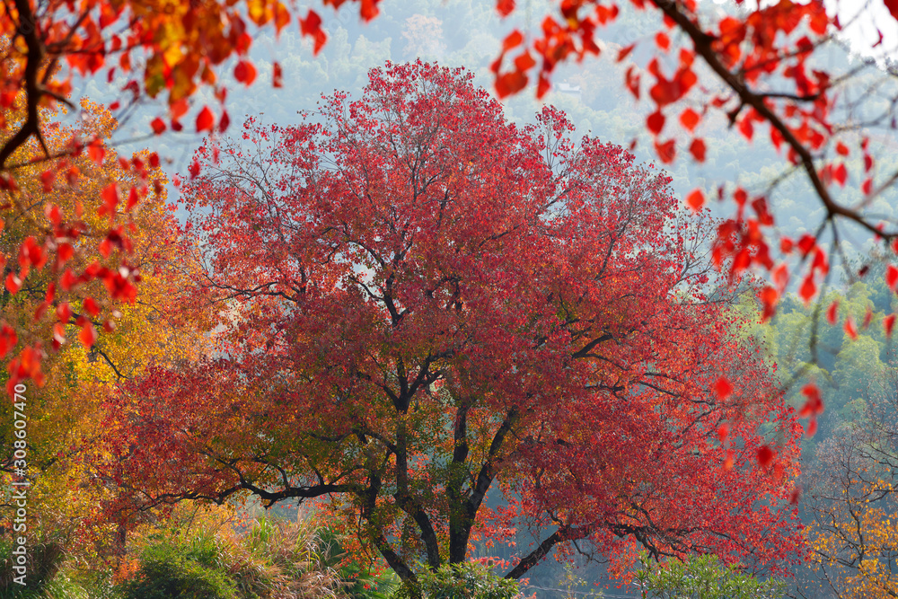 The beautiful Tachuan fall trees in Huandshan city, China.