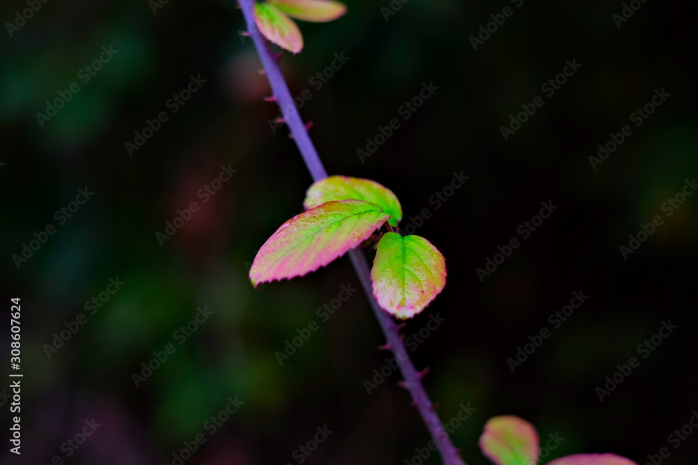Three vibrant autumn leaves on dark background. Three vibrant autumn leaves on dark background.