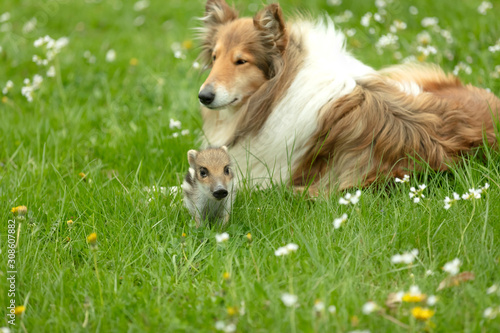 Collie with wild Boar