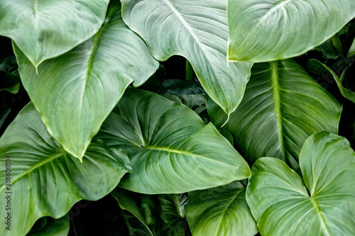 green leaf Xanthosoma elephant ear  plant at garden