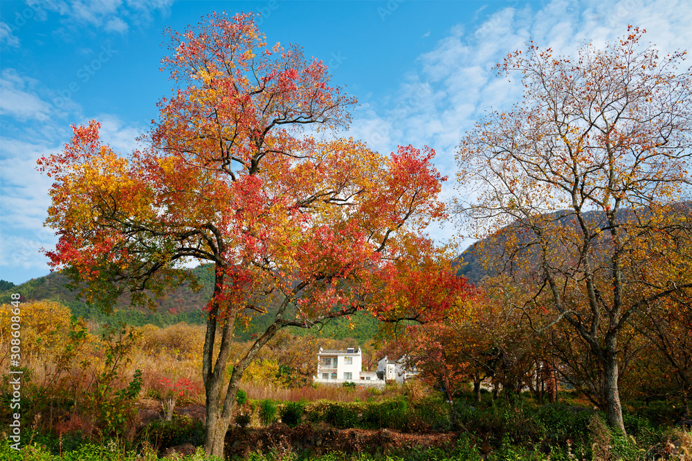 Hui-style architectures in fall forest on the hillside of China. Hui-style architectures in fall forest on the hillside of China.