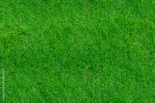Green grass texture for background. Close-up image.