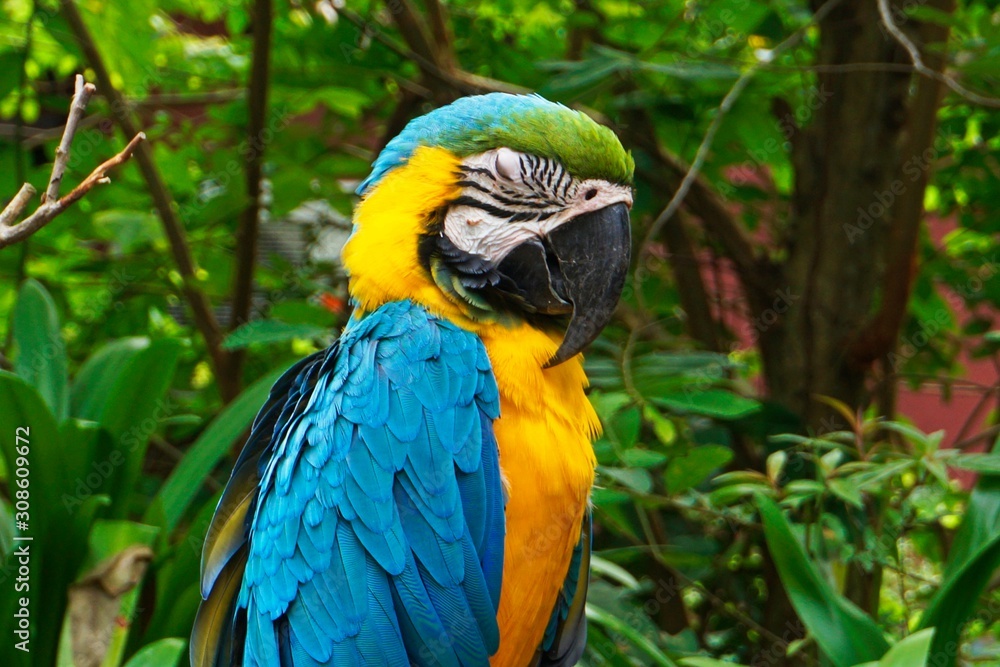 blue and yellow macaw