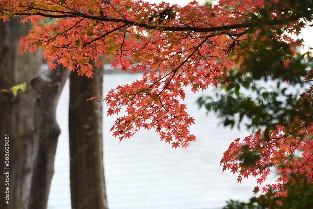 Japanese maple autumn leaves in nature park. Japanese maple autumn leaves in nature park.