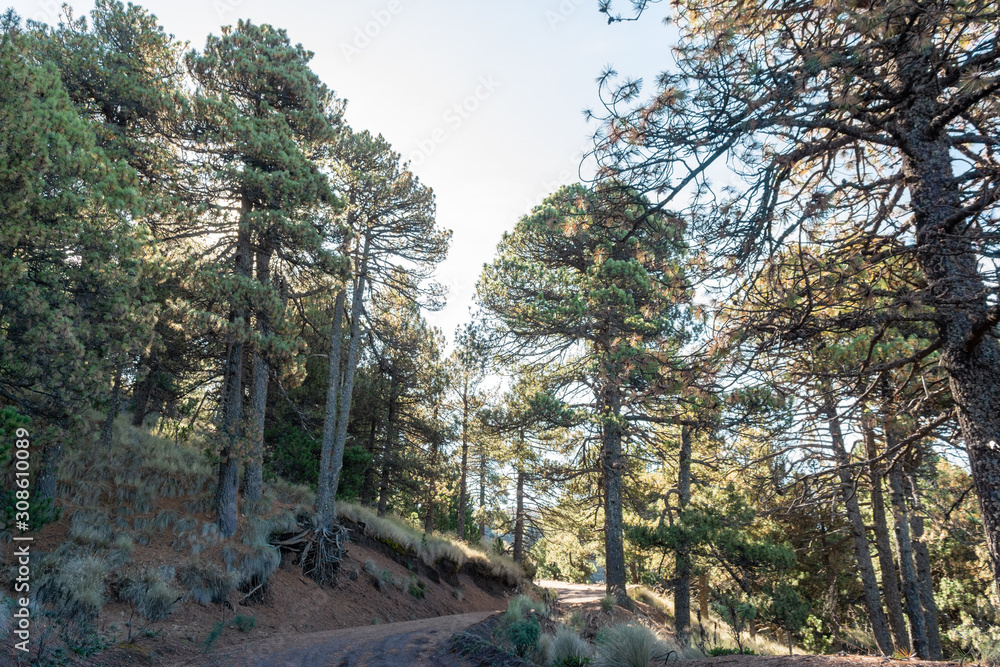 Fototapeta premium parque nacional nevado de colima